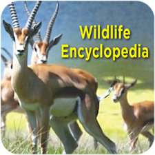 Wildlife Encyclopedia Logo 
